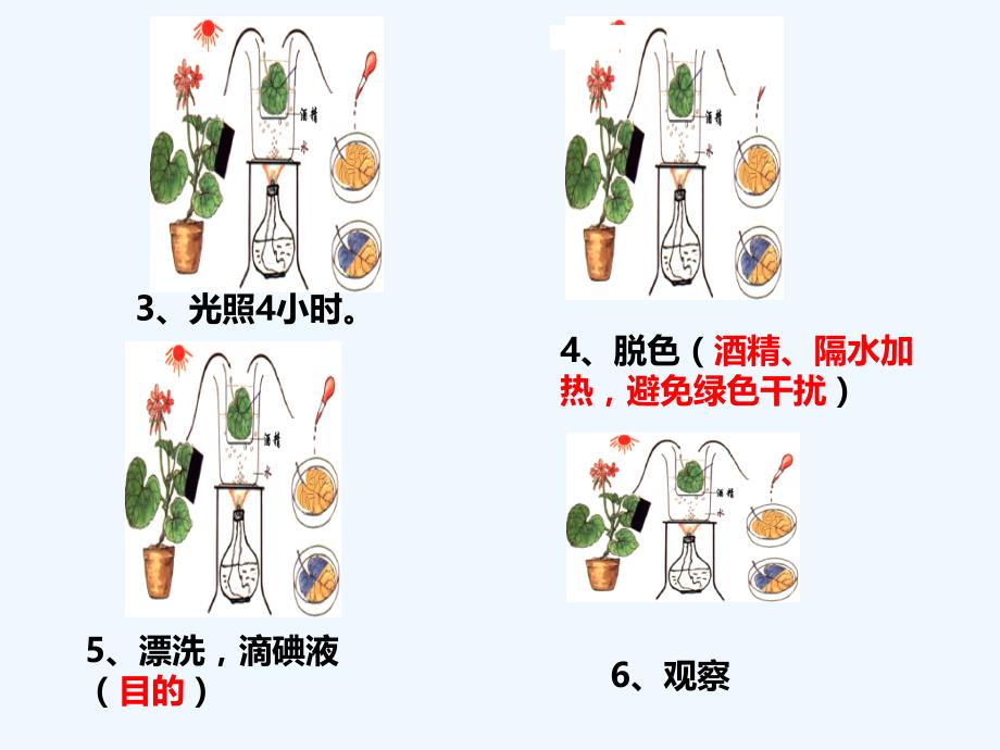 生物人教版七年级下册绿色植物是生物圈中有机物的制造者_第3页