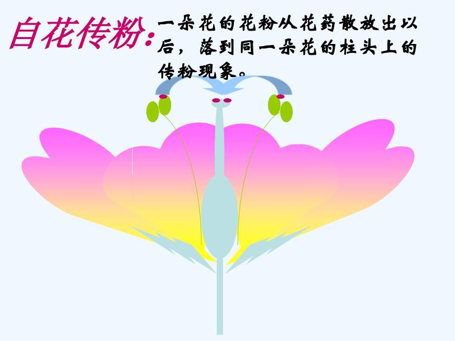 生物人教版七年级上册《开花和结果》课件.ppt_第3页