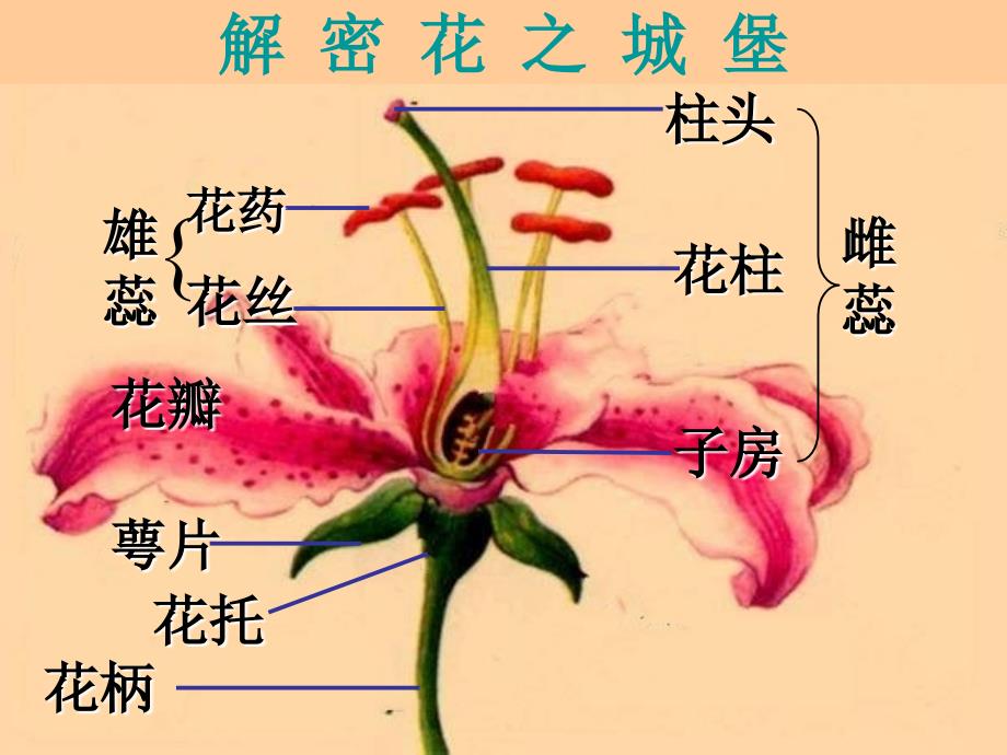 生物人教版七年级上册开花结果上课课件_第4页