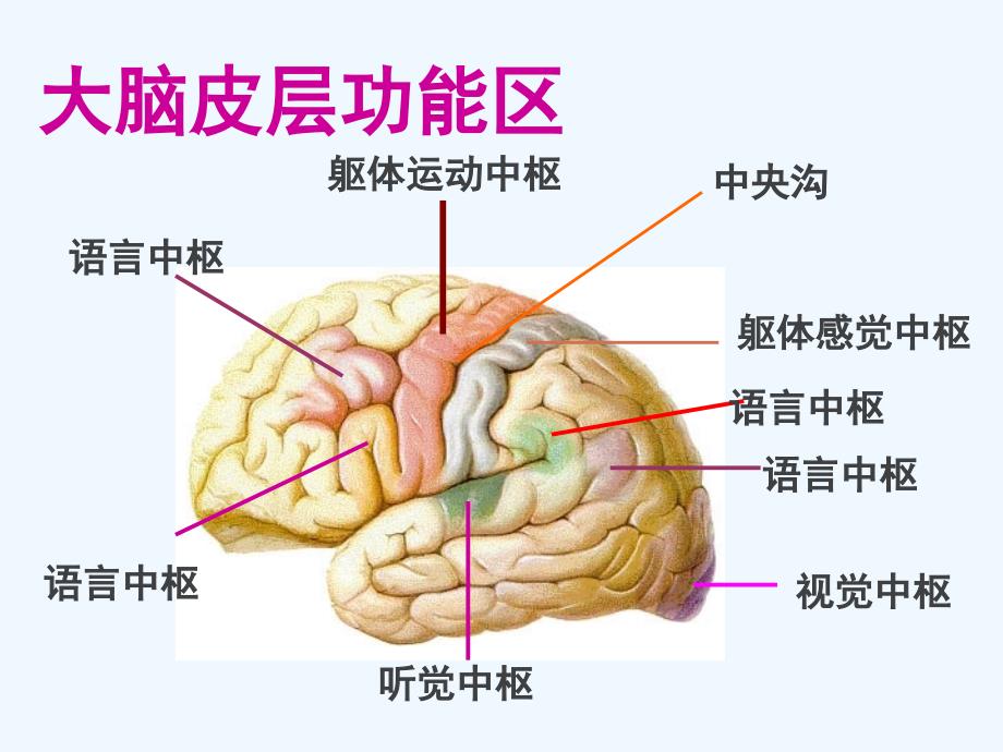 生物人教版七年级下册神经调节和激素调节的复习课_第4页