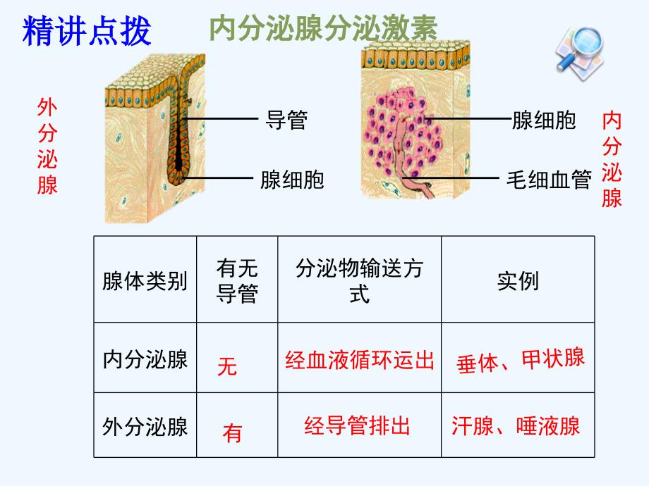 生物人教版七年级下册激素调节课件及白板_第4页