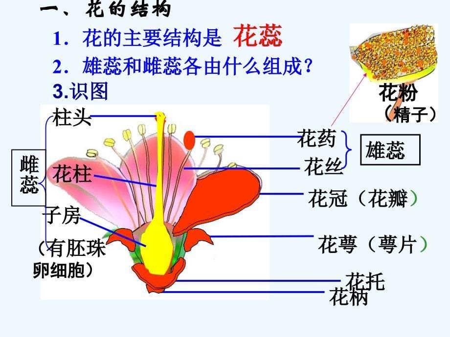 生物人教版七年级上册第三节 开花和结果 课件_第5页