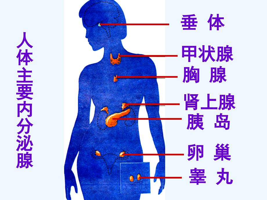 生物人教版七年级下册激素调节课件.edudown.net]_第4页