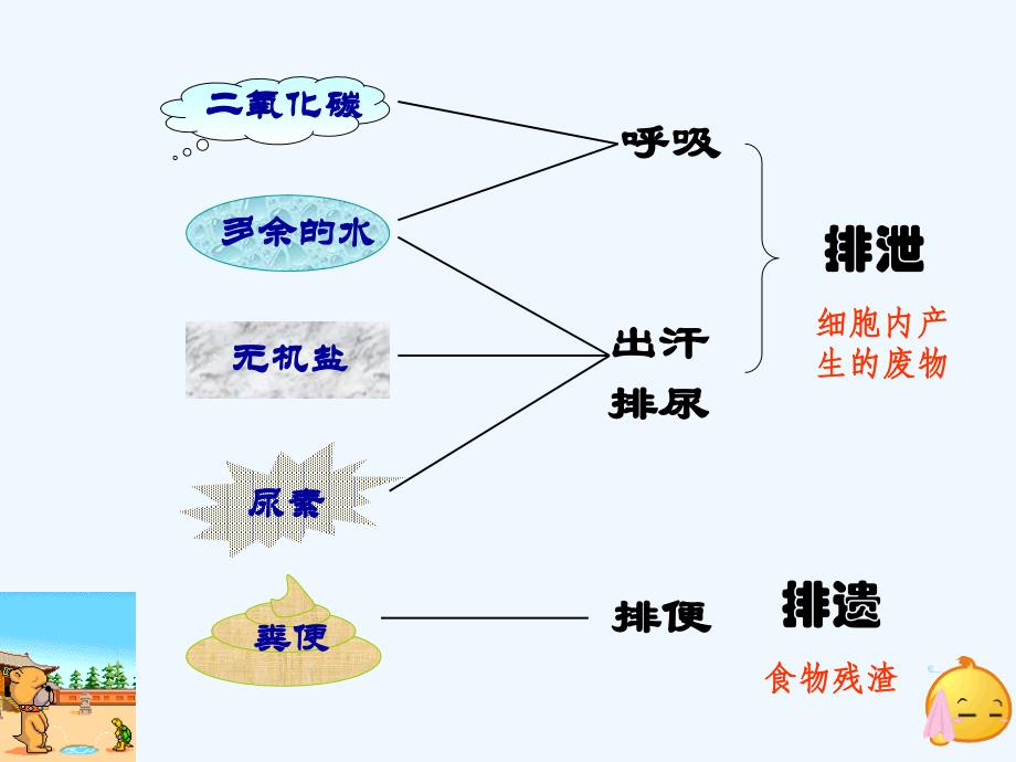 生物人教版七年级下册尿液的形成和排出_第2页