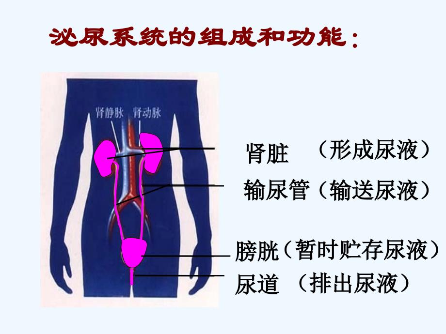 生物人教版七年级下册尿液的形成和排出_第4页