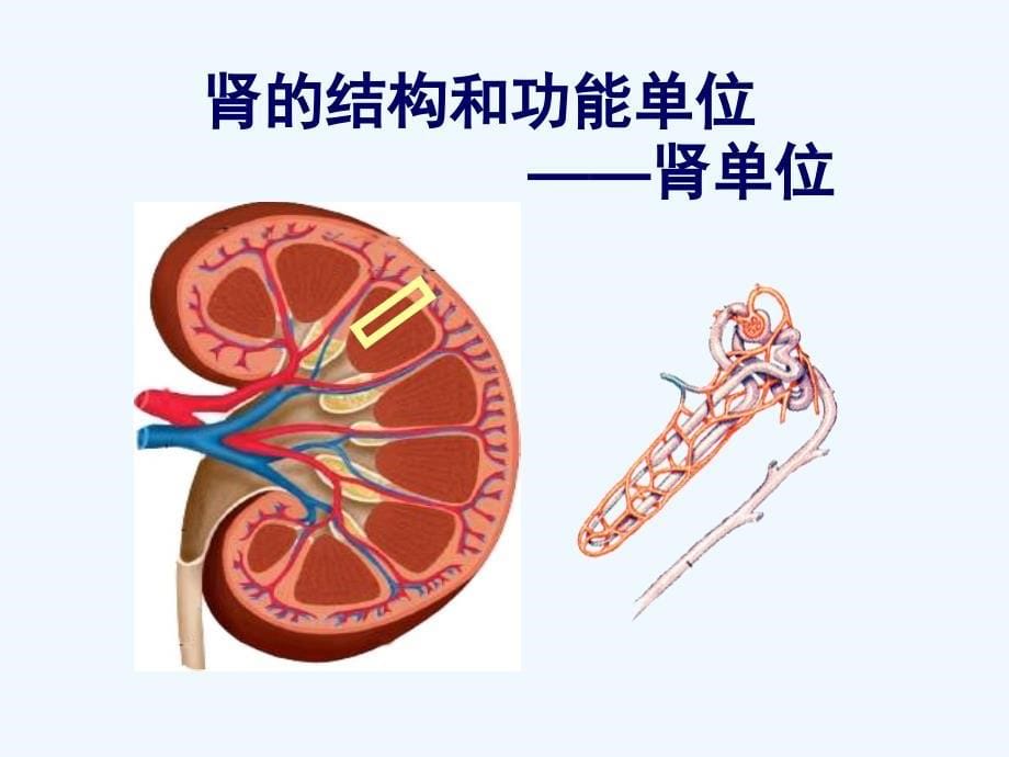 生物人教版七年级下册尿液的形成和排出_第5页