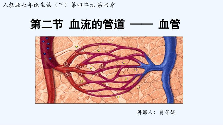 生物人教版七年级下册血流的管道—血管（一）_第2页