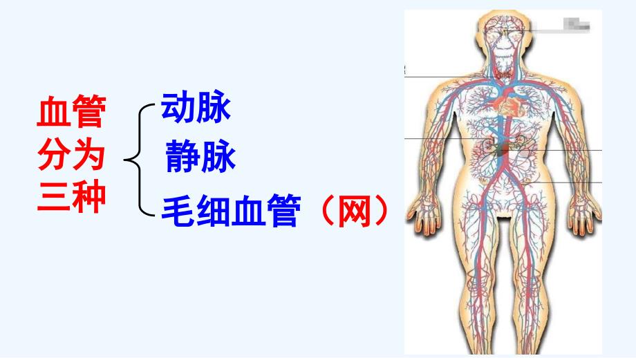 生物人教版七年级下册血流的管道—血管（一）_第3页