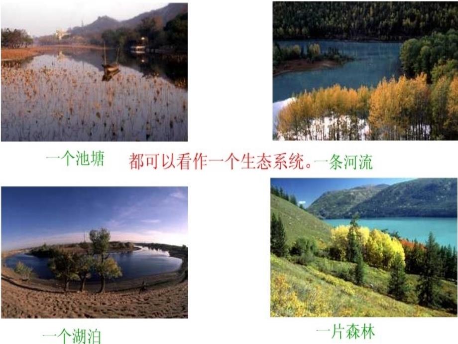 生物人教版七年级上册生物与环境组成生态系统.ppt.2生物与环境组成生态系统_第3页