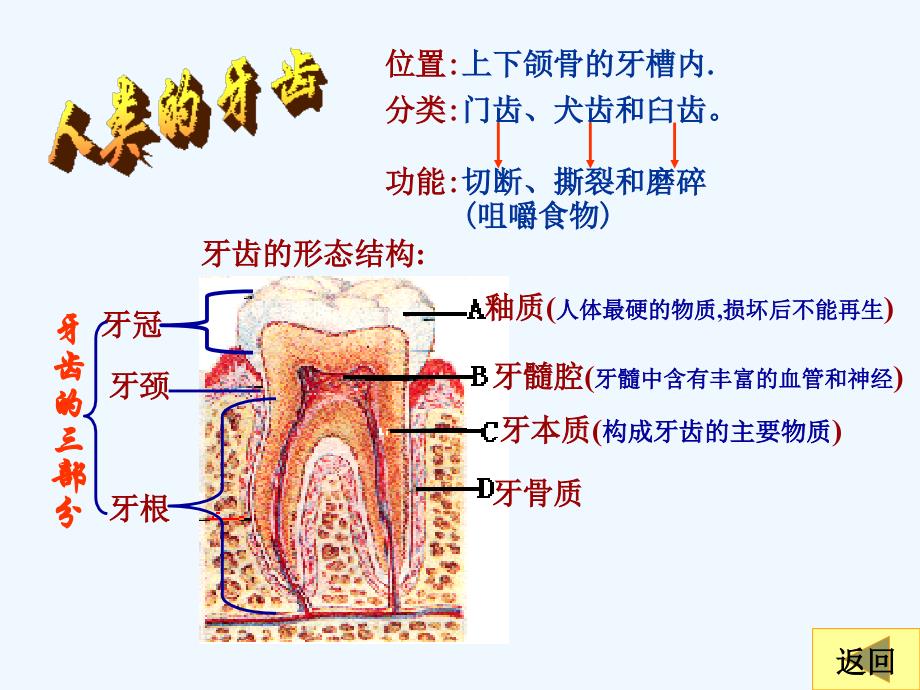 生物人教版七年级下册七下第二章《消化和吸收》_第3页