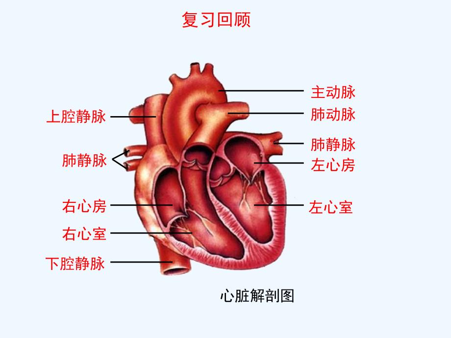 生物人教版七年级下册心脏第二课时_第2页