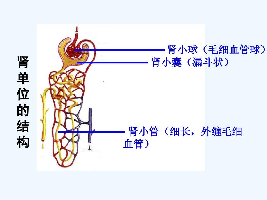 生物人教版七年级下册第五章人体内废物的排出教案_第4页