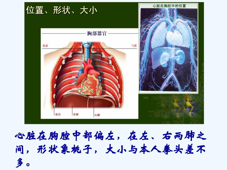 生物人教版七年级下册第三节 输送血液的泵-心脏_第4页