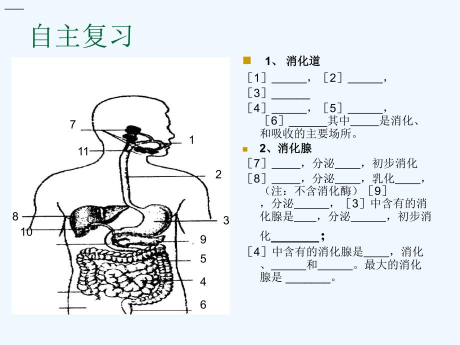 生物人教版七年级下册消化和吸收复习课件_第4页