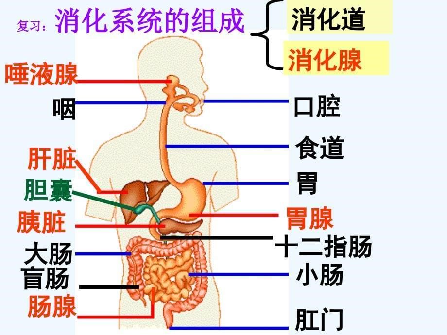 生物人教版七年级下册消化和吸收复习课件_第5页