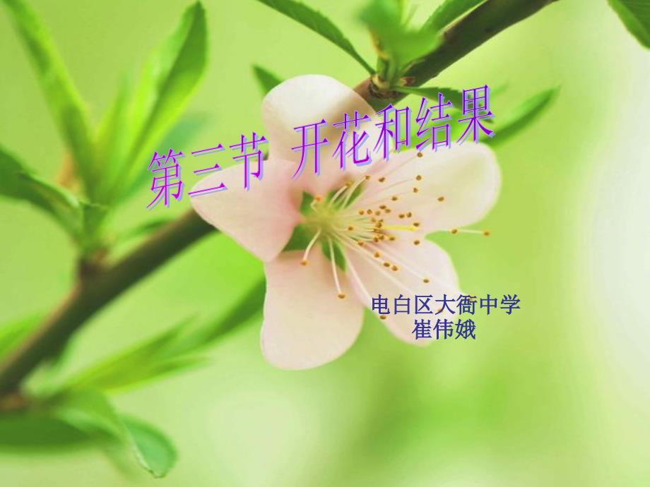 生物人教版七年级上册《开花和结果》的课件_第1页