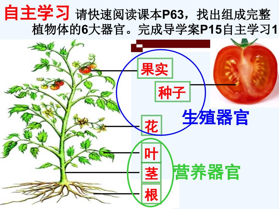 生物人教版七年级上册《植物体的结构层次》佛山市外国语学校康绮嫦老师_第3页