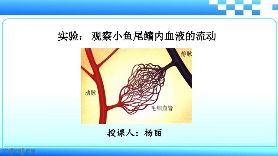 生物人教版七年级下册实验：观察小鱼尾鳍血液的流动_第1页