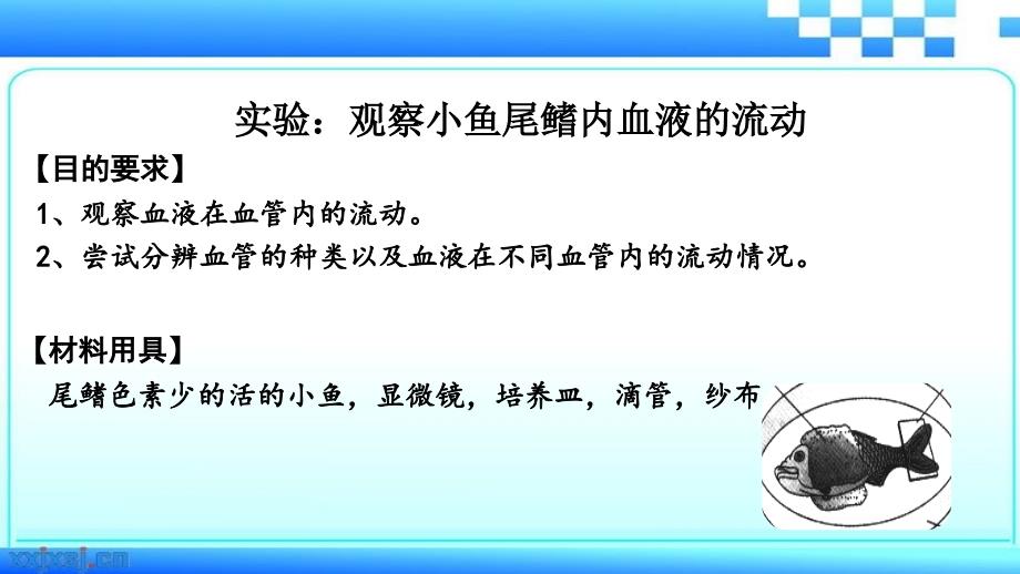 生物人教版七年级下册实验：观察小鱼尾鳍血液的流动_第3页