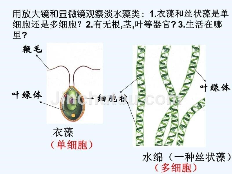 生物人教版七年级上册藻类苔藓类蕨类植物_第5页