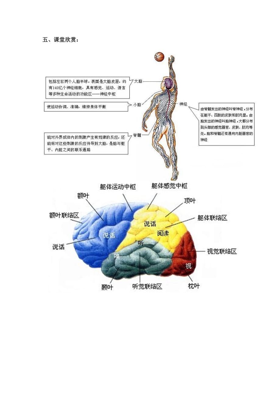 生物人教版七年级下册神经系统的组成的学案（南庄三中胡伟平）_第4页