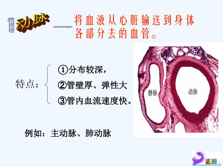 生物人教版七年级下册血流的通道-血管_第4页