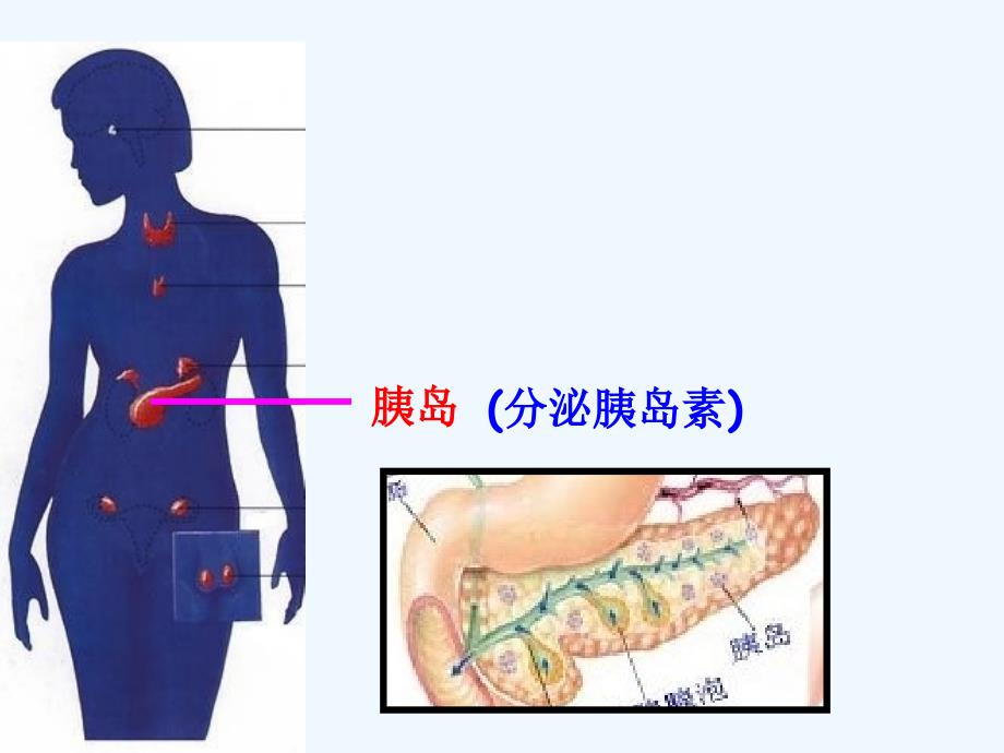 生物人教版七年级下册第四节　激素调节.ppt_第2页