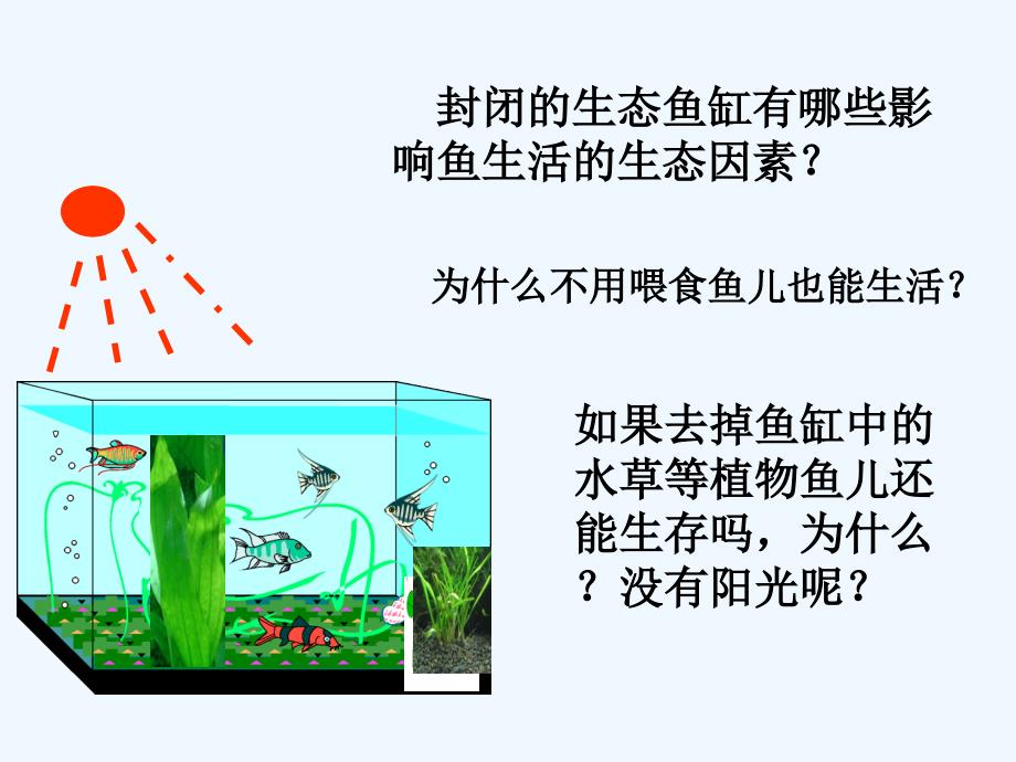 生物人教版七年级上册生物与环境组成生态系统 课件  赵爽_第2页