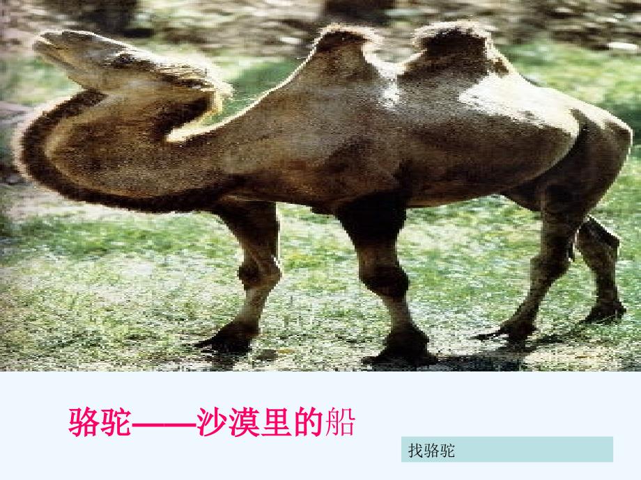 语文人教版三年级上册找骆驼课前趣味活动_第3页