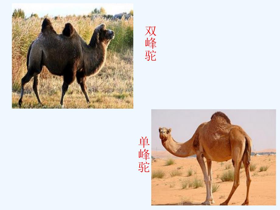 语文人教版三年级上册16、找骆驼（课件）_第3页