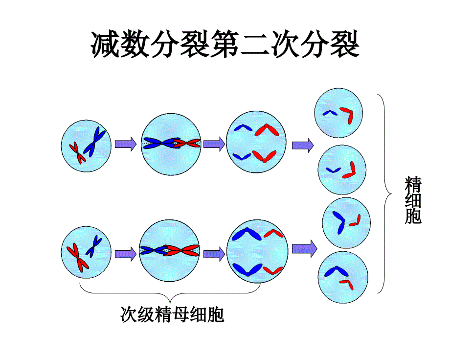 减数分裂模型建构_第4页