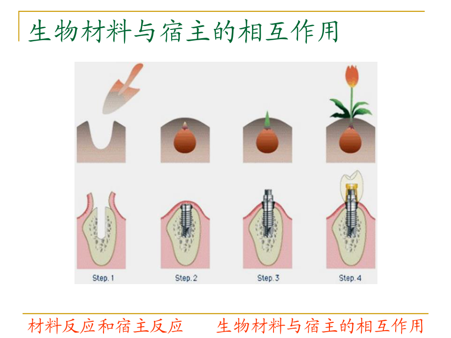 生物材料与宿主的相互作用ii_第4页