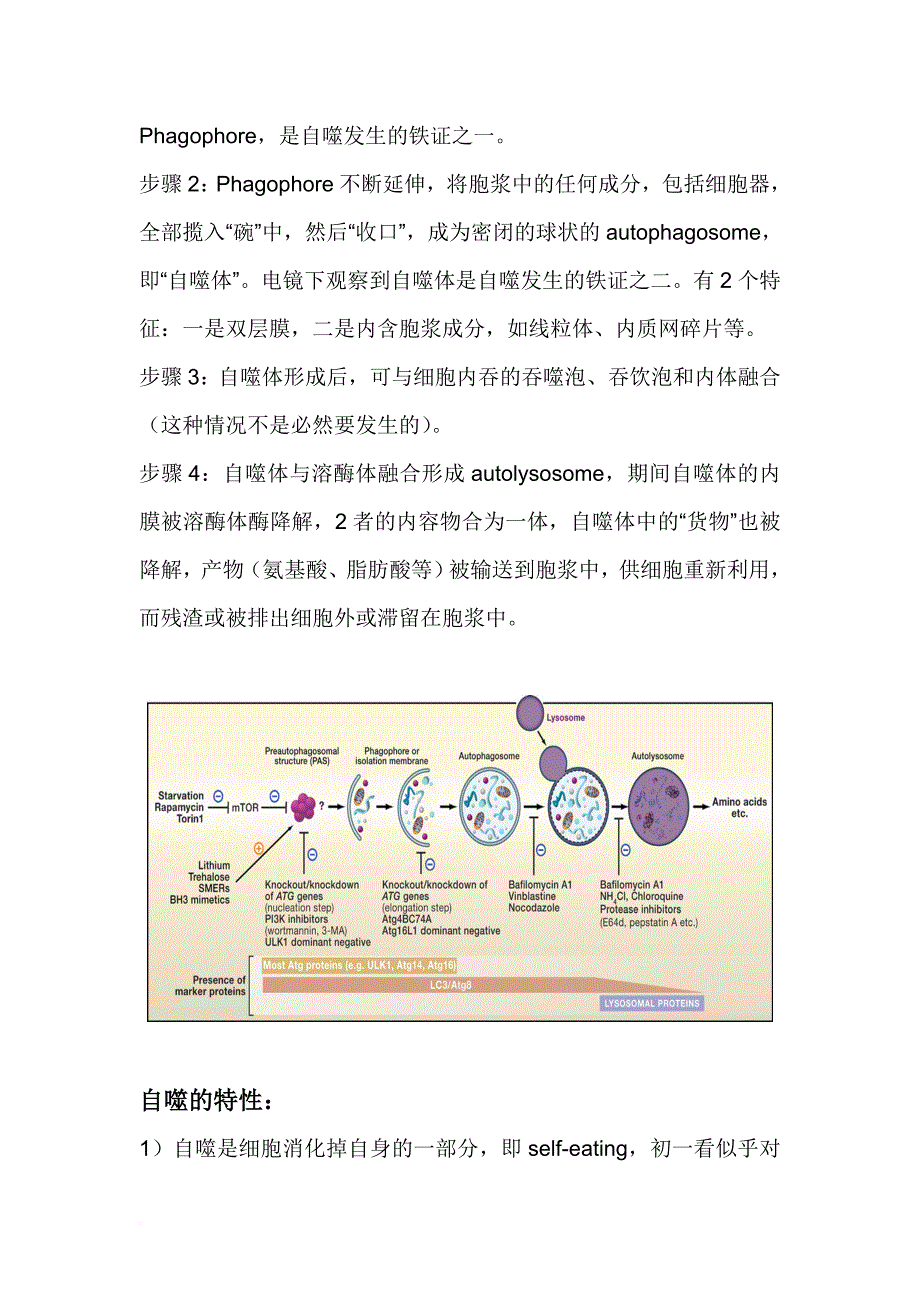 自噬及其研究方法.doc_第2页