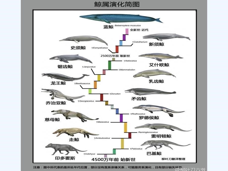 语文人教版五年级上册课件.《鲸》教学ppt_第5页