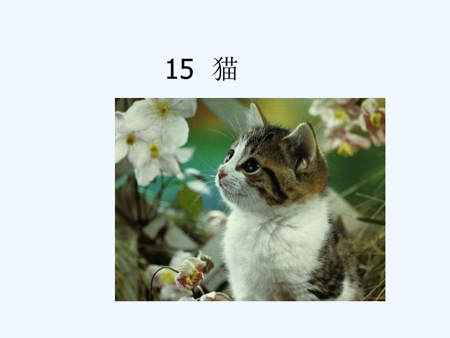 语文人教版四年级上册《猫》.猫_第1页