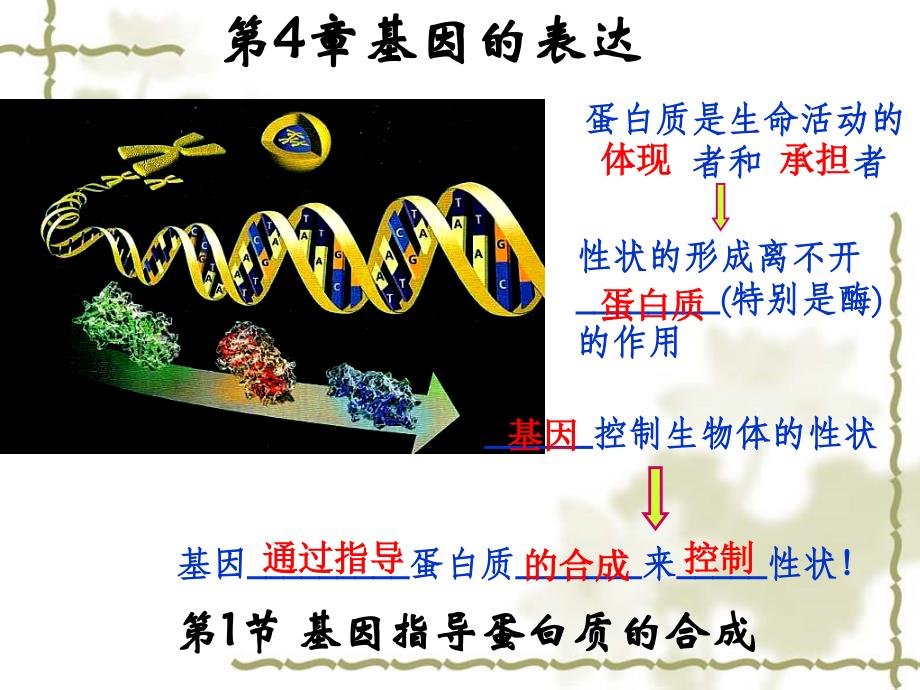 生物4-1基因指导蛋白质合成_第1页