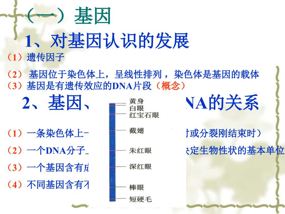 生物4-1基因指导蛋白质合成_第2页