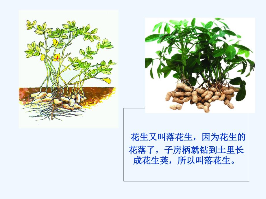 语文人教版五年级上册落花生第一课时_第3页