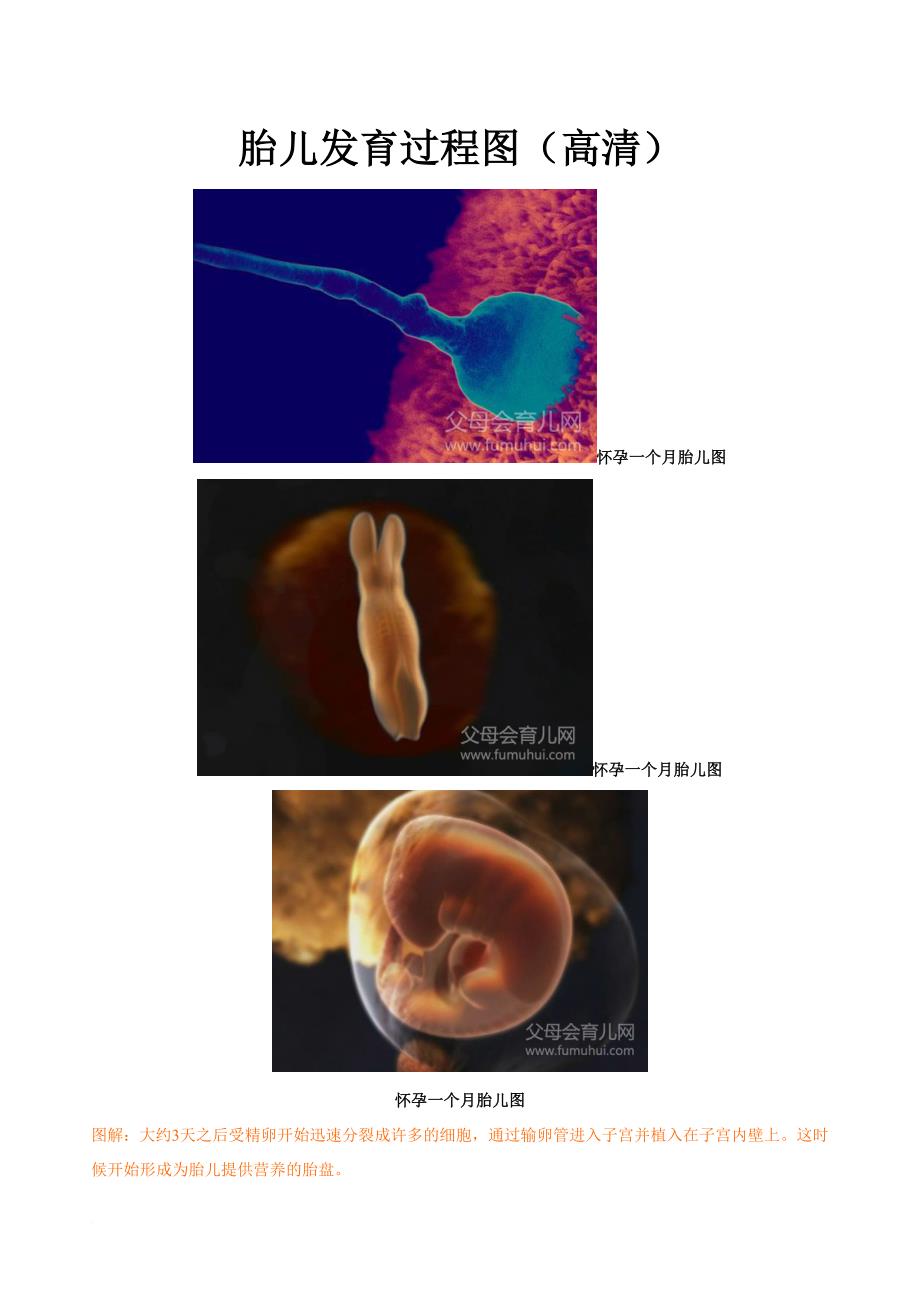 胎儿发育过程图(高清).doc_第1页