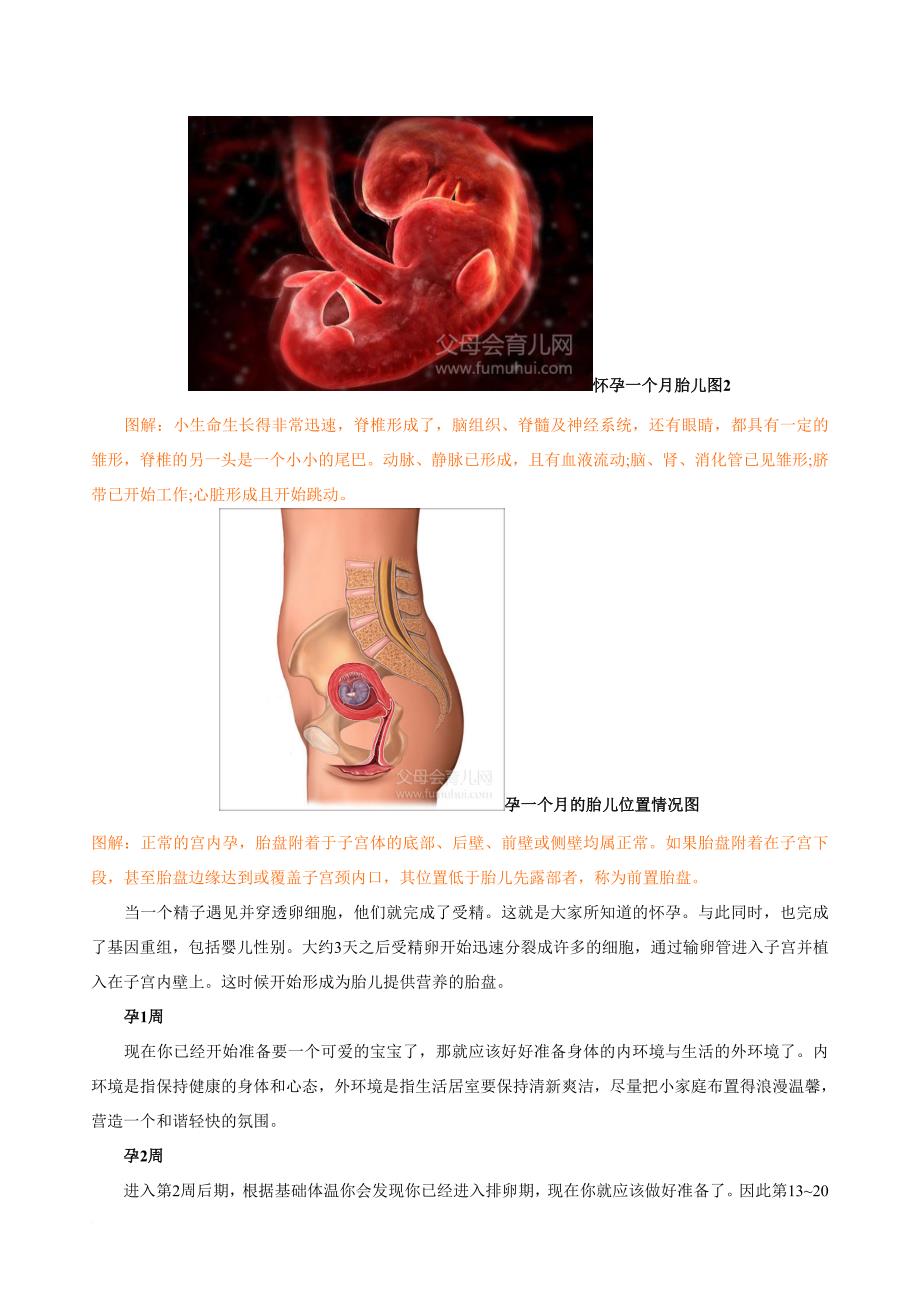 胎儿发育过程图(高清).doc_第2页