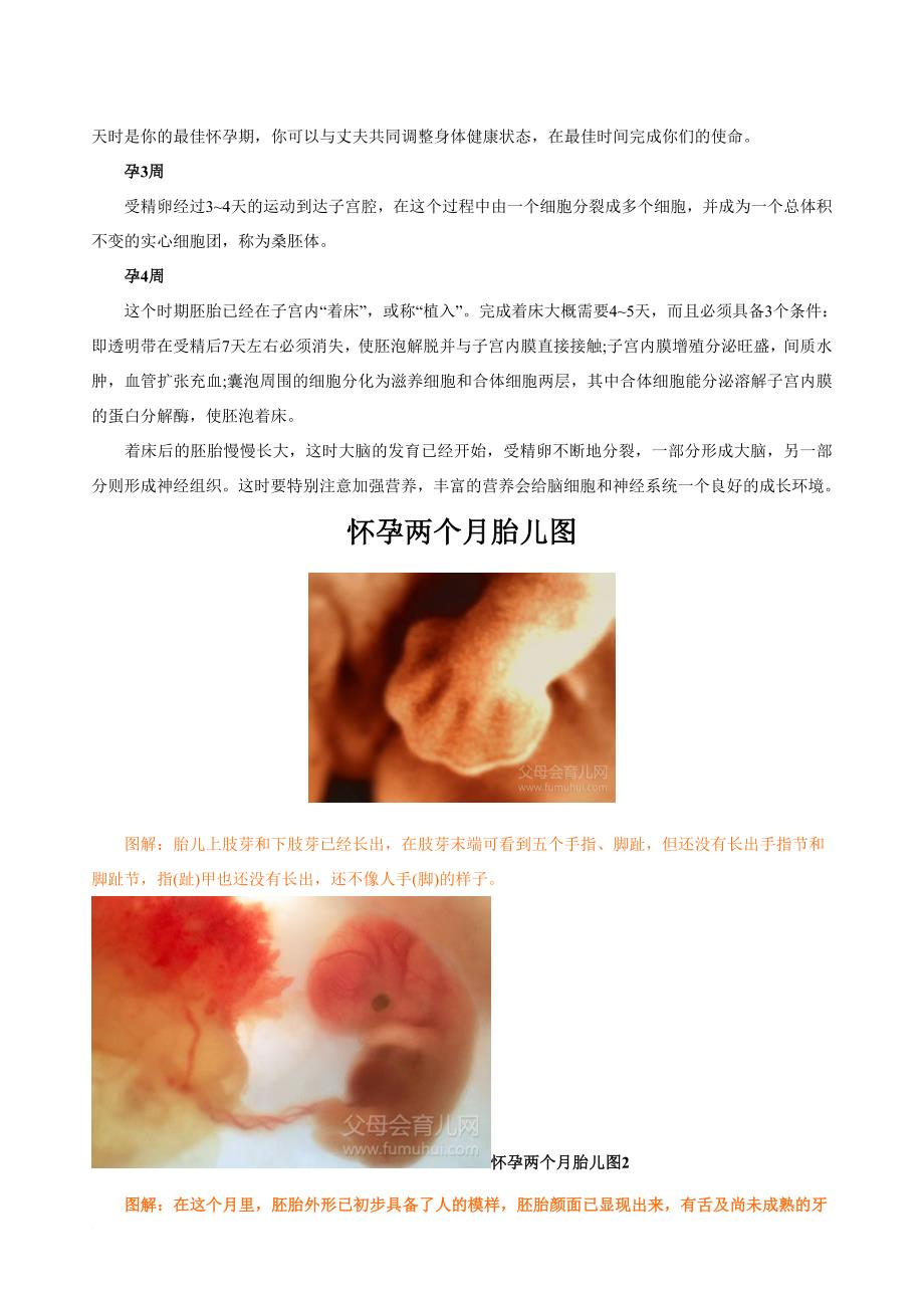 胎儿发育过程图(高清).doc_第3页