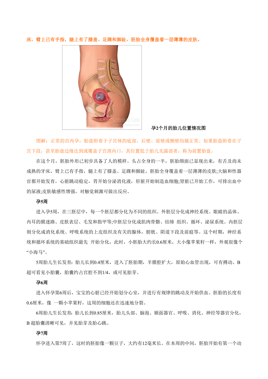 胎儿发育过程图(高清).doc_第4页