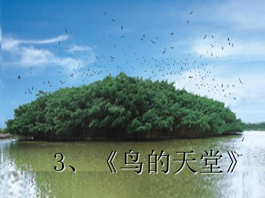 语文人教版四年级上册3、鸟的天堂课件_第1页