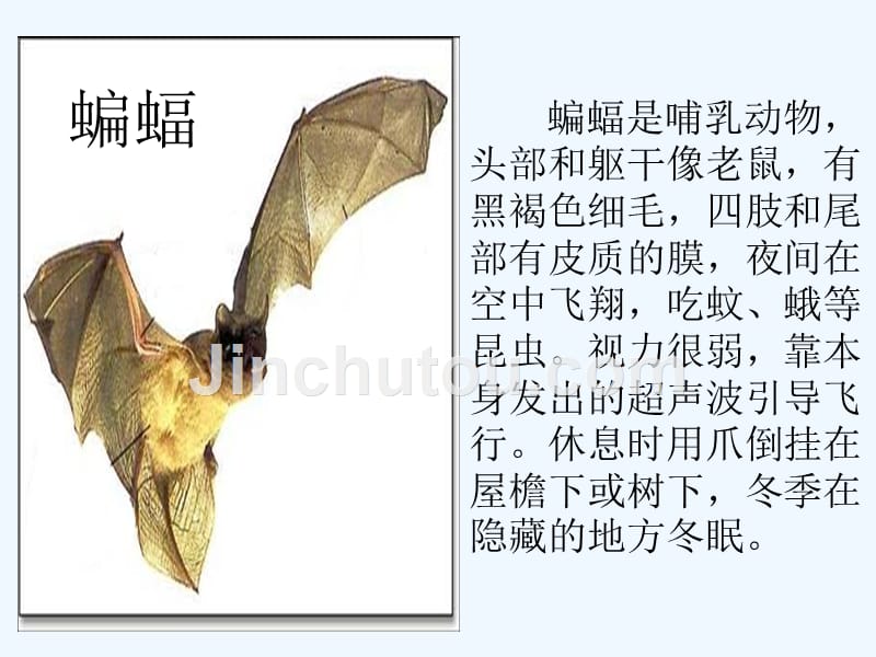 语文人教版四年级下册蝙蝠和雷达(课件)_第2页