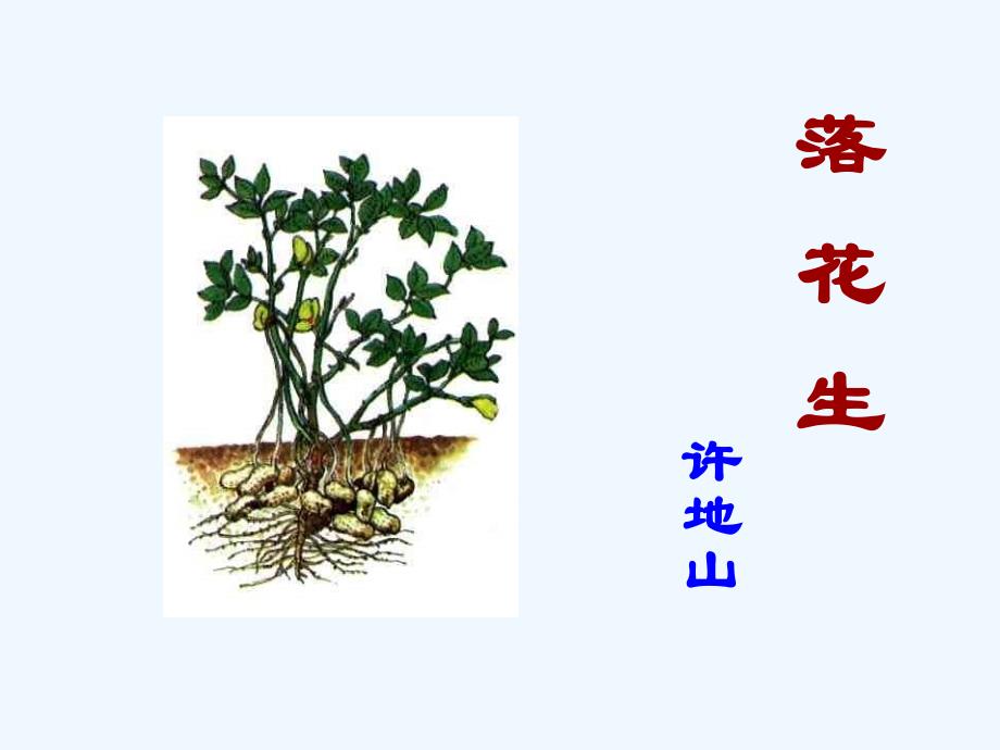 语文人教版五年级上册落花生第二课时课件_第1页