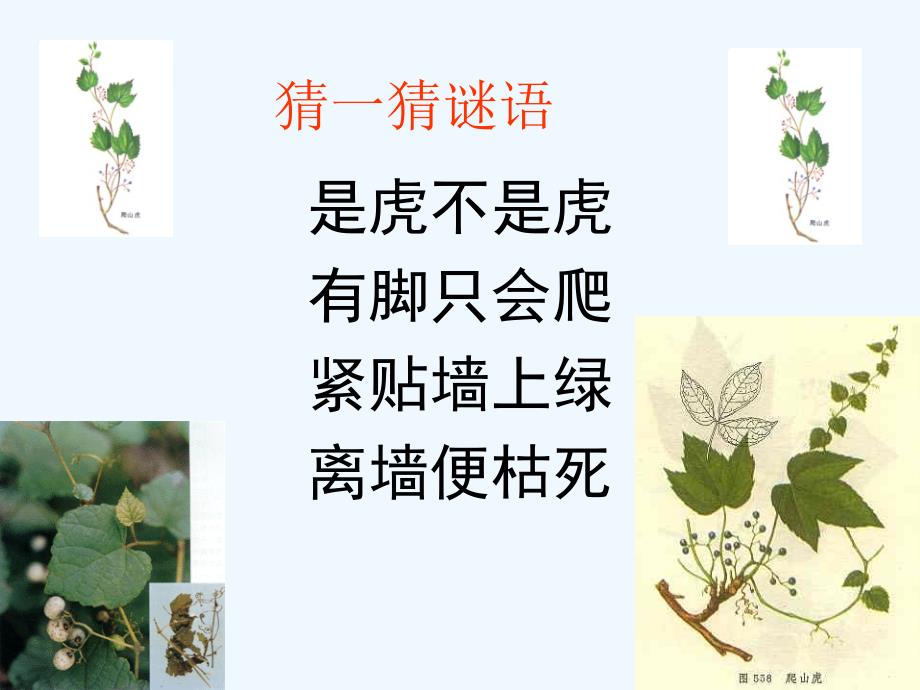 语文人教版四年级上册爬山虎的脚第二学时.爬山虎的脚(完美版)_第1页