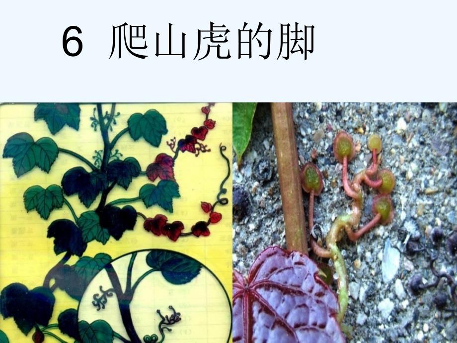 语文人教版四年级上册爬山虎的脚第二学时.爬山虎的脚(完美版)_第2页