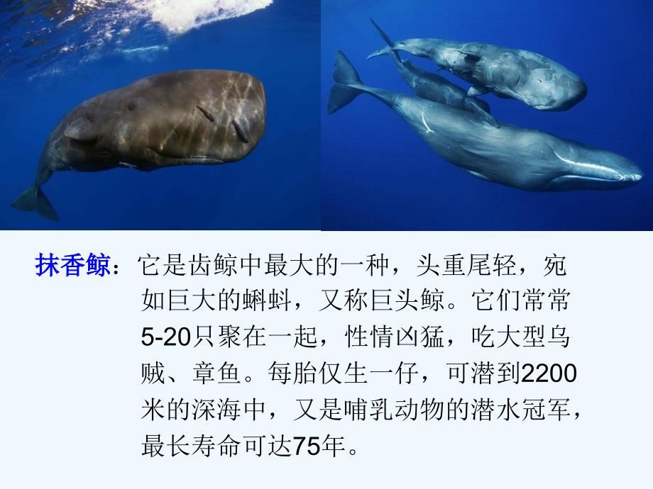 语文人教版五年级上册鲸的种类_第3页
