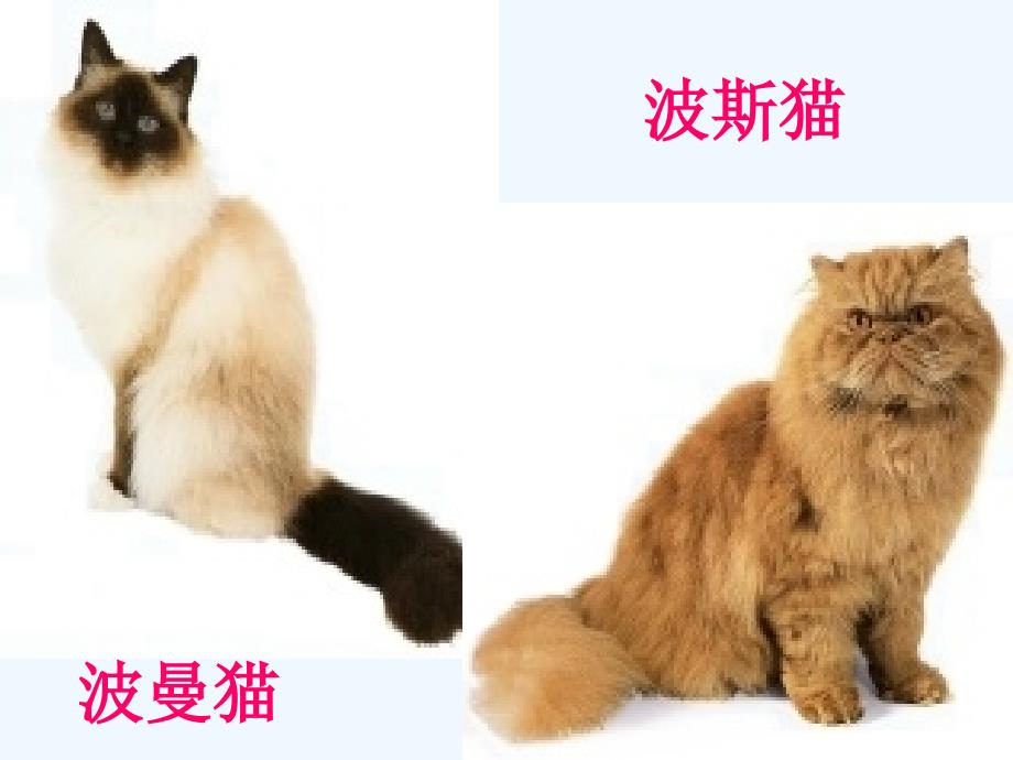 语文人教版四年级上册《猫》课件.猫ppt课件2_第2页