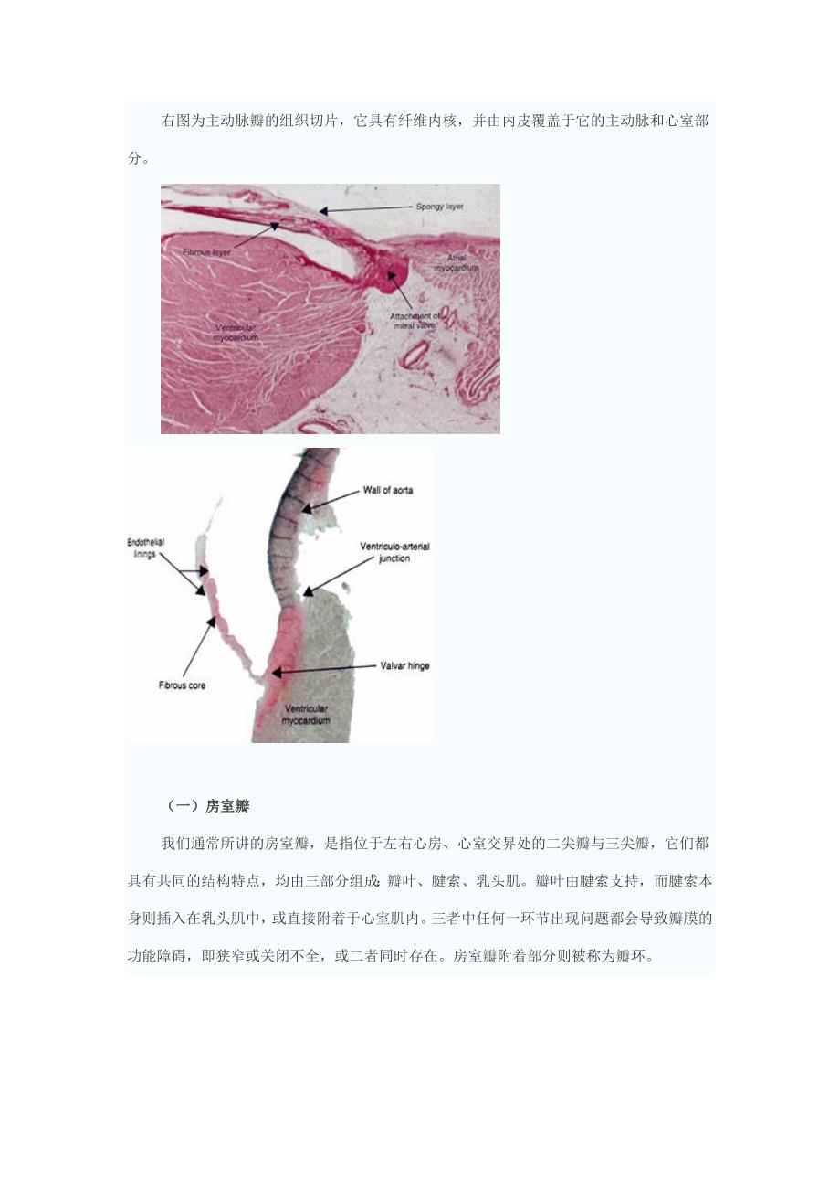 1心脏瓣膜的应用解剖资料_第2页